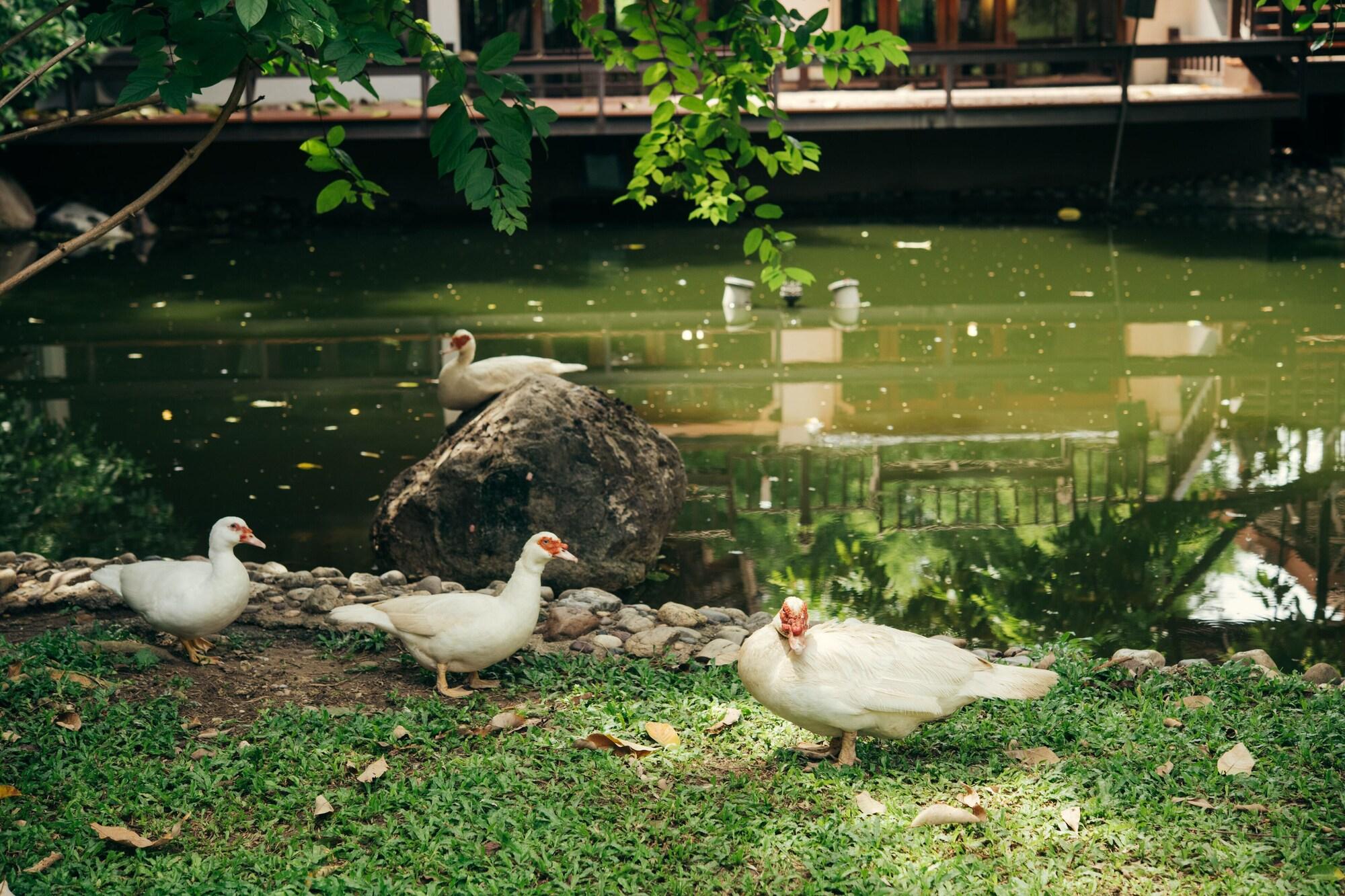 Chompor Lanna Hotel Chiang Mai Luaran gambar